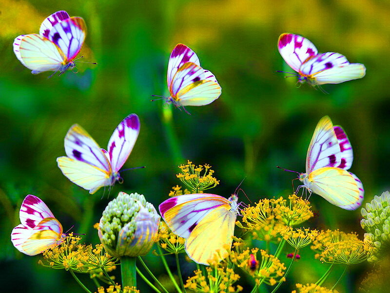 Butterflies on Flowers — Yellow, Serene