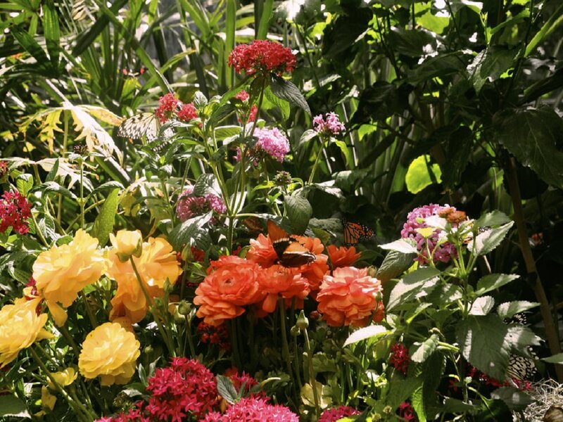 Butterflies on Flowers — Yellow, Vibrant, Afternoon