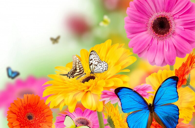 Butterflies on Flowers — Yellow, Vibrant, Spring