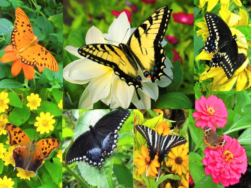 Butterflies on Flowers — Yellow, Vibrant