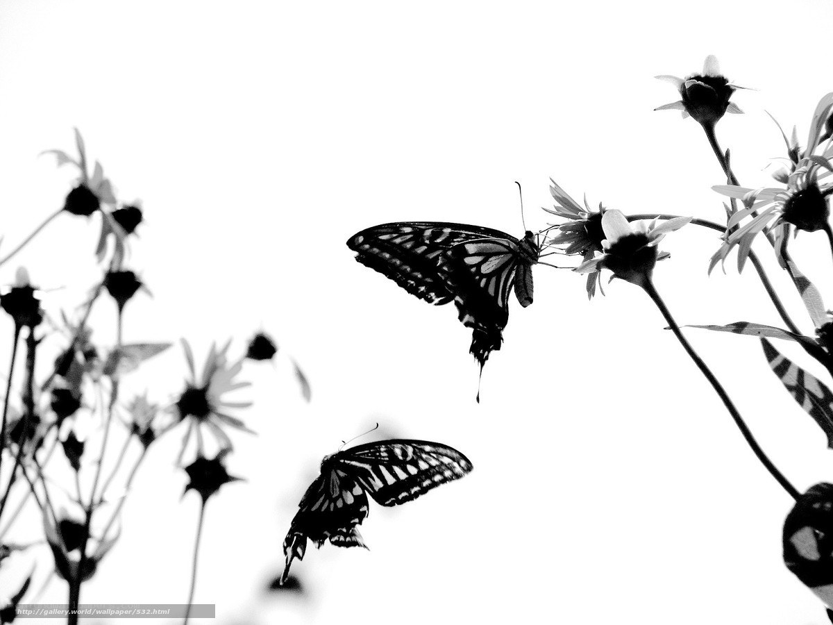 Butterflies on flowers