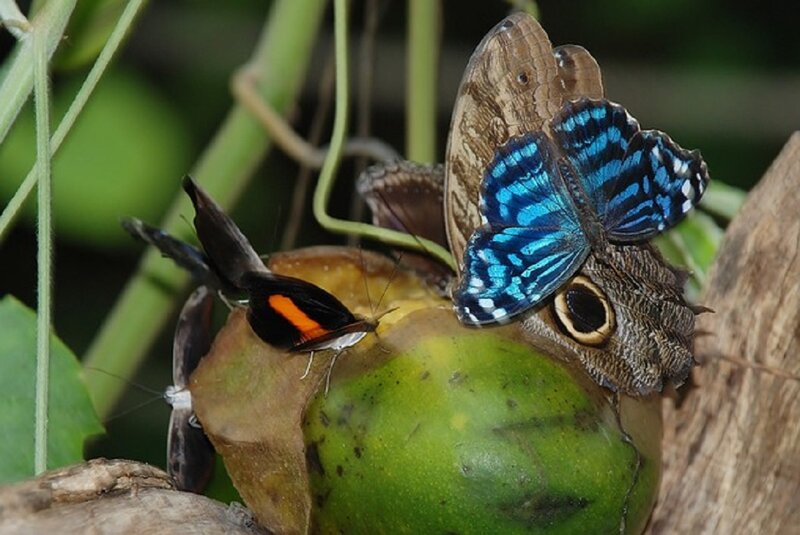 Butterflies on Fruit — Green, Natural