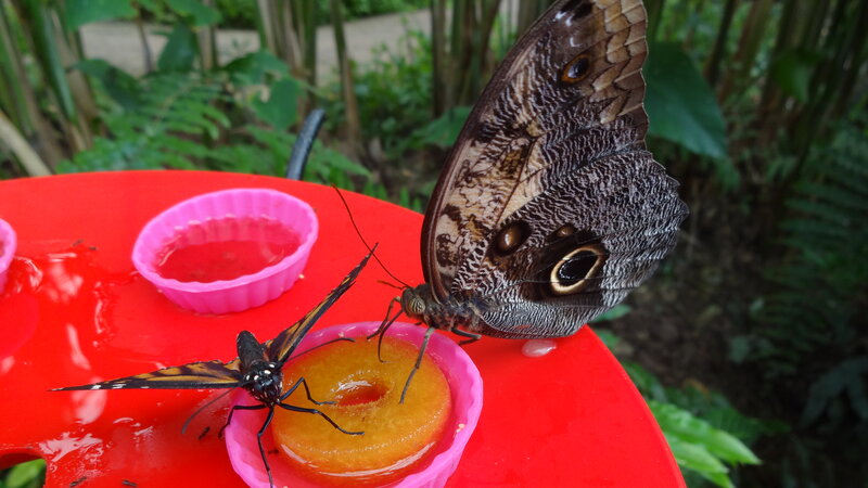 Butterflies on Fruit — Red