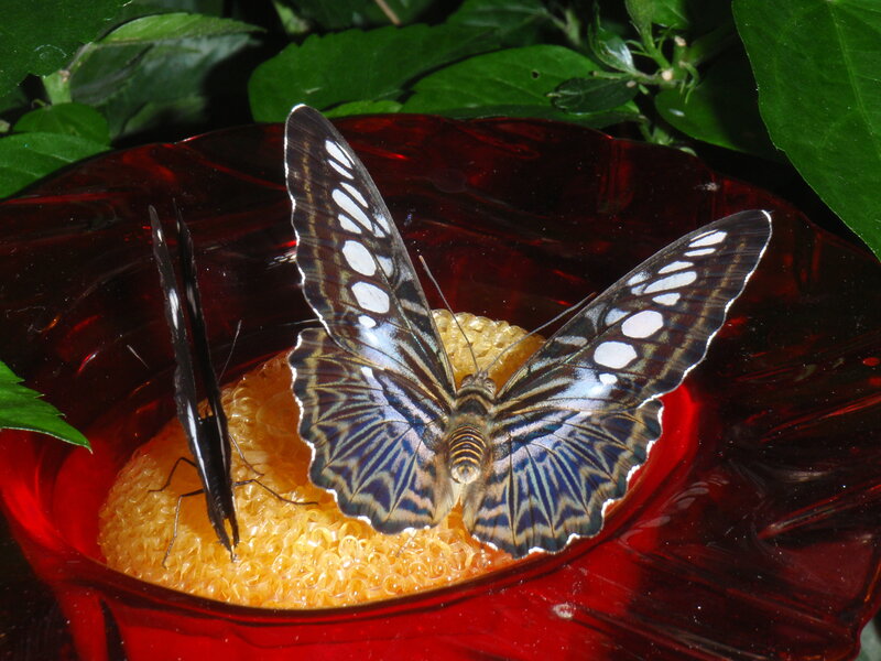 Butterflies on Fruit