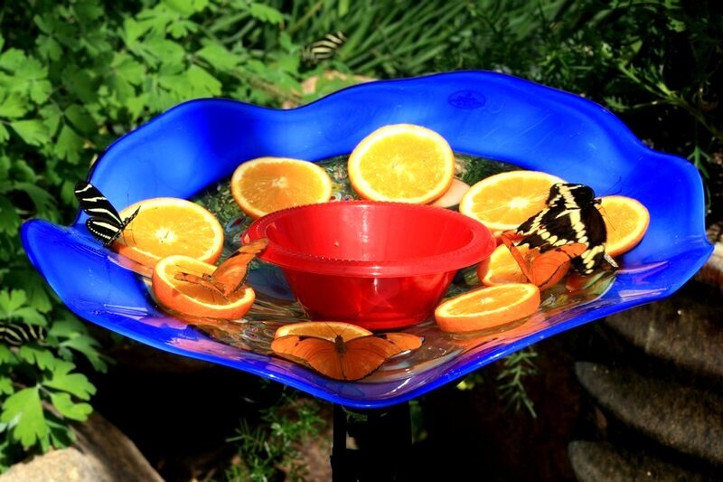Butterflies on Fruit Tray