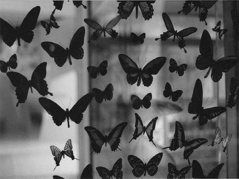 Butterflies on Glass