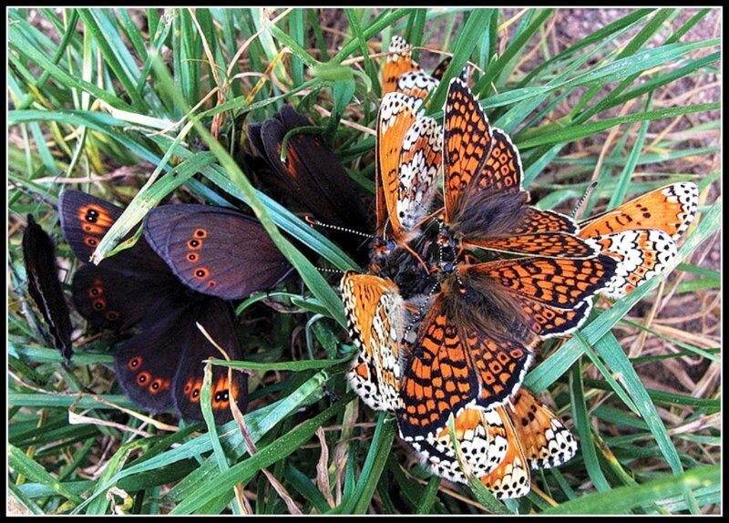 Butterflies on Grass