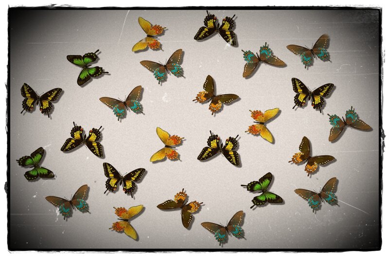 Butterflies on Gray Surface