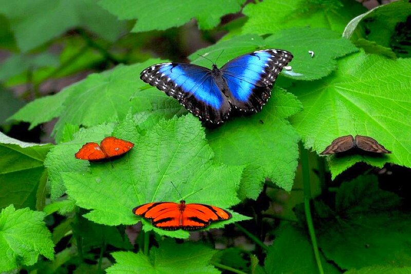 Butterflies on Green Leaves — Natural