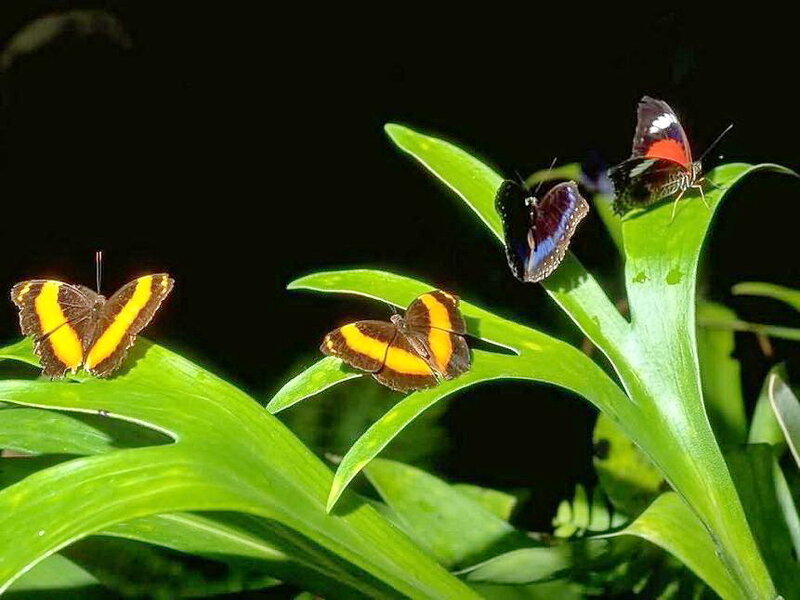 Butterflies on Green Leaves