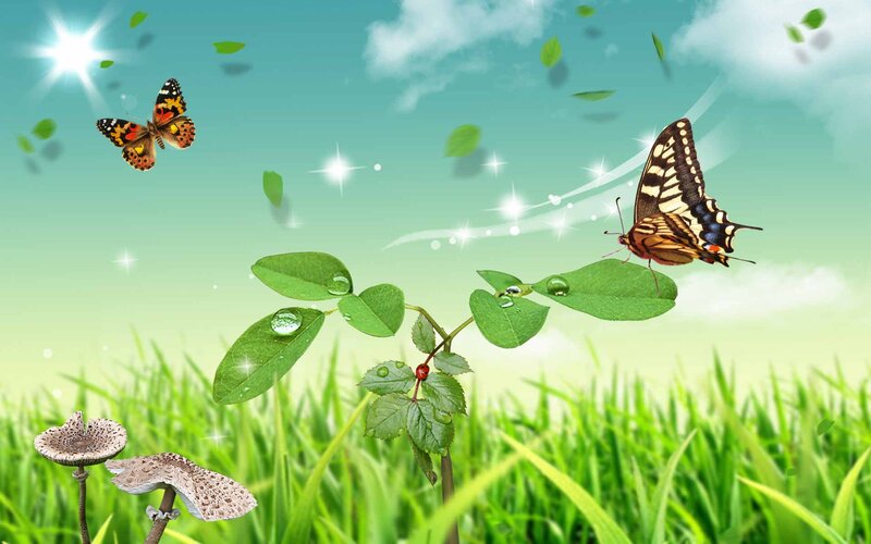 Butterflies on Green Plant