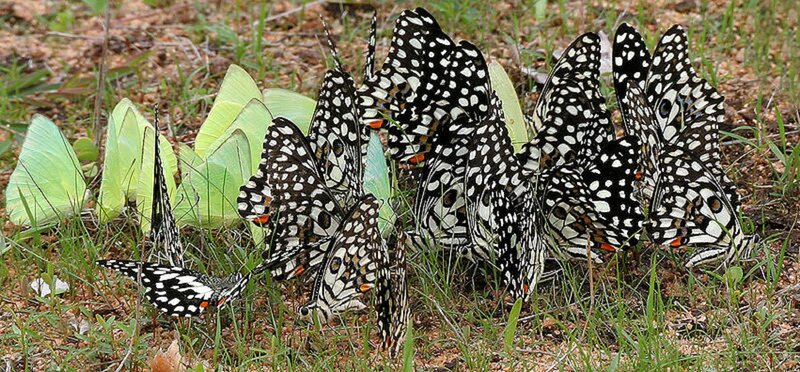 Butterflies on Ground — Black