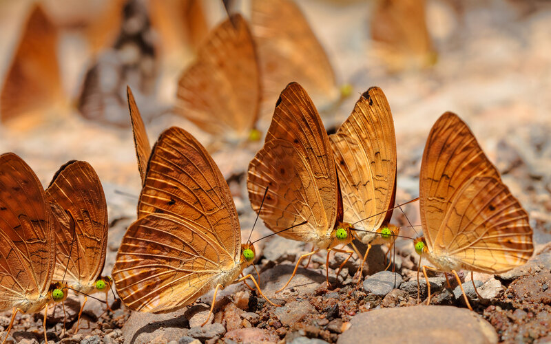 Butterflies on Ground — Brown, Natural