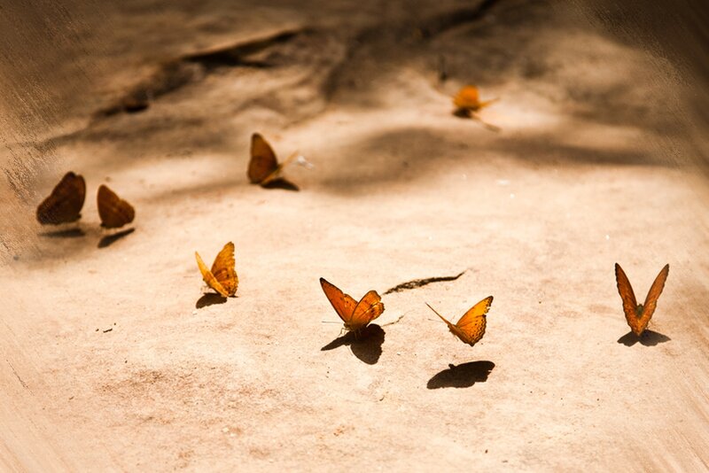 Butterflies on Ground — Brown