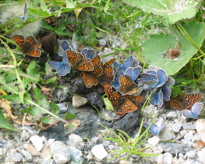 Butterflies on Ground