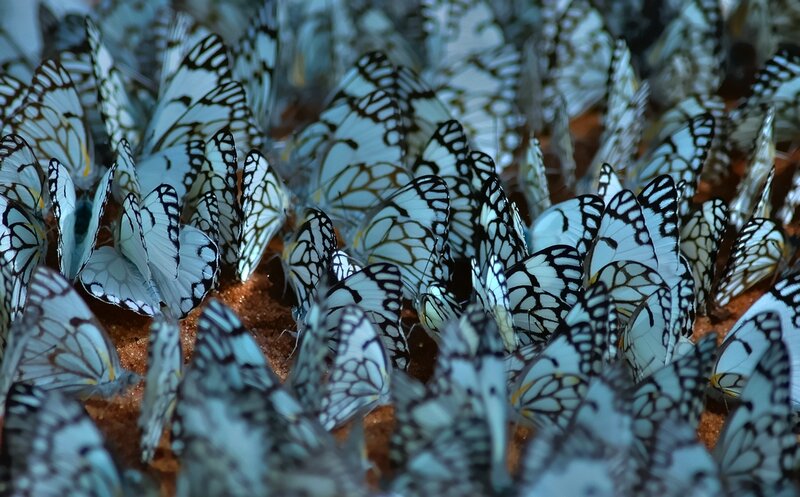 Butterflies on Ground — White