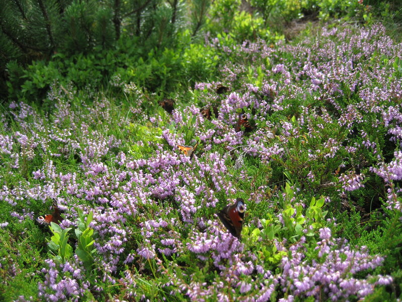 Butterflies on Heather