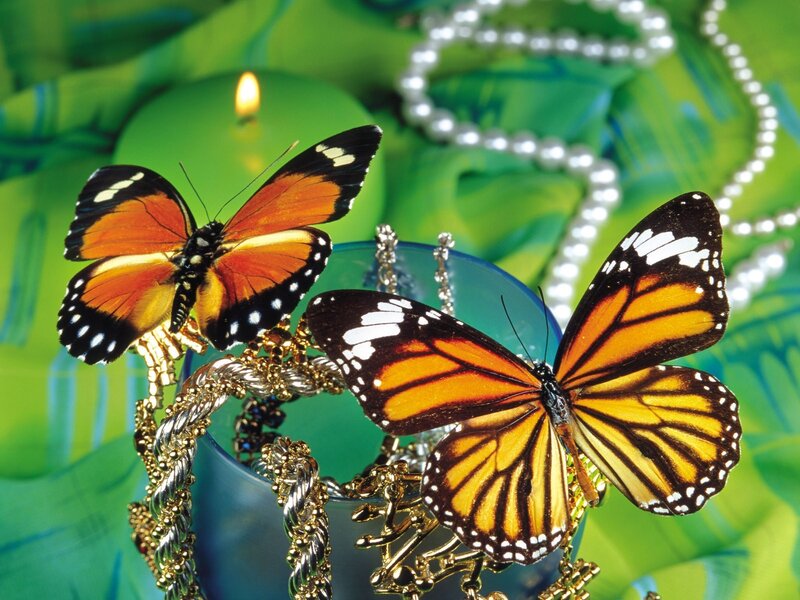 Butterflies on jewelry