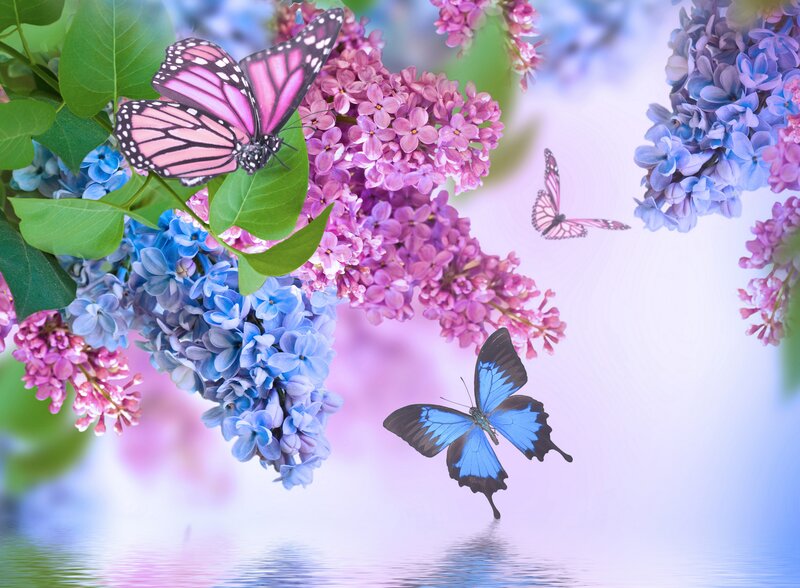 Butterflies on Lilac Flowers — Pink