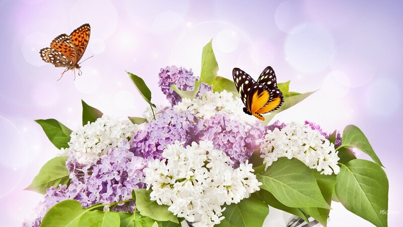 Butterflies on Lilac Flowers — Purple, Serene, Spring