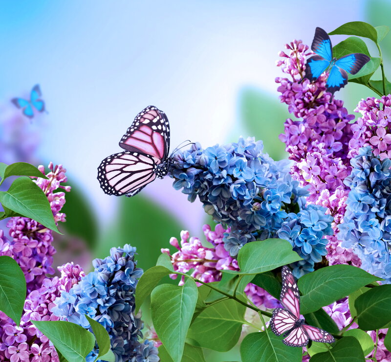 Butterflies on Lilac Flowers — Purple, Serene
