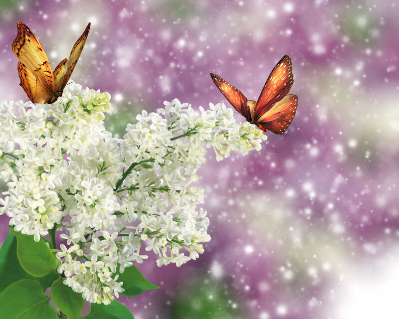 Butterflies on Lilac Flowers