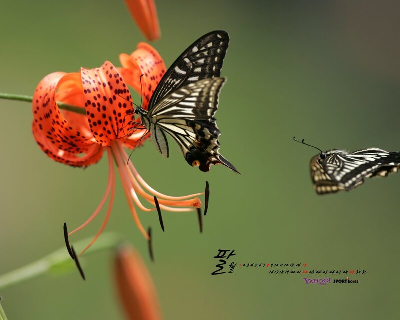 Butterflies on Lily Flower
