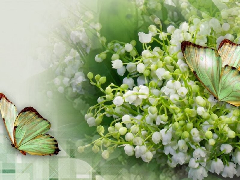 Butterflies on Lily of the Valley — White