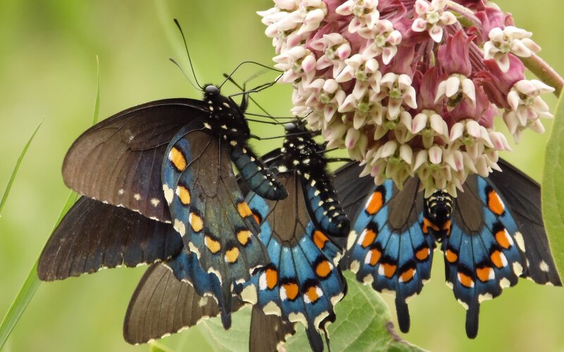 butterflies on milkweed flowers