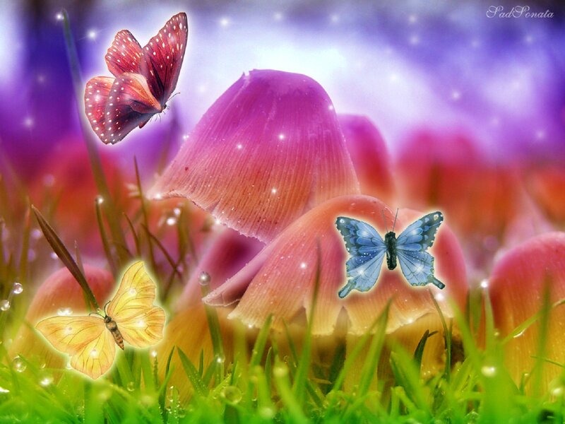 Butterflies on Mushrooms