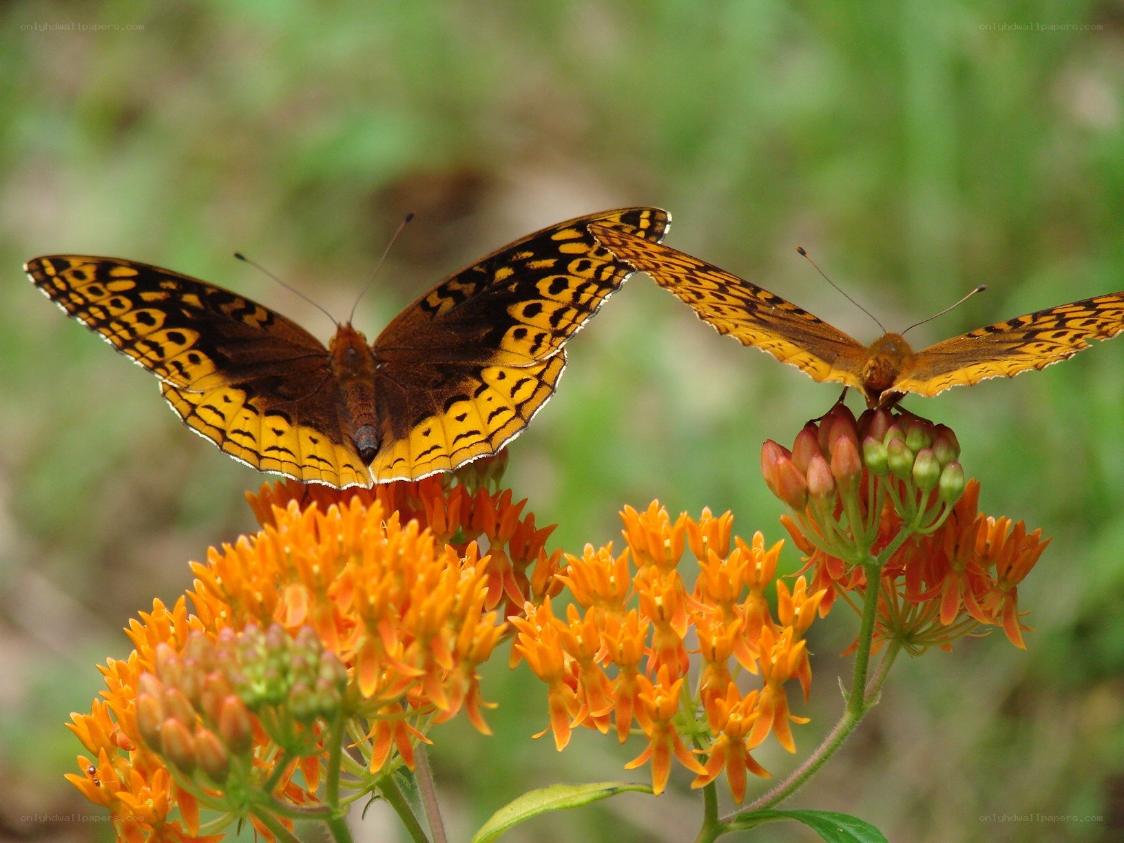 Butterflies on orange flowers