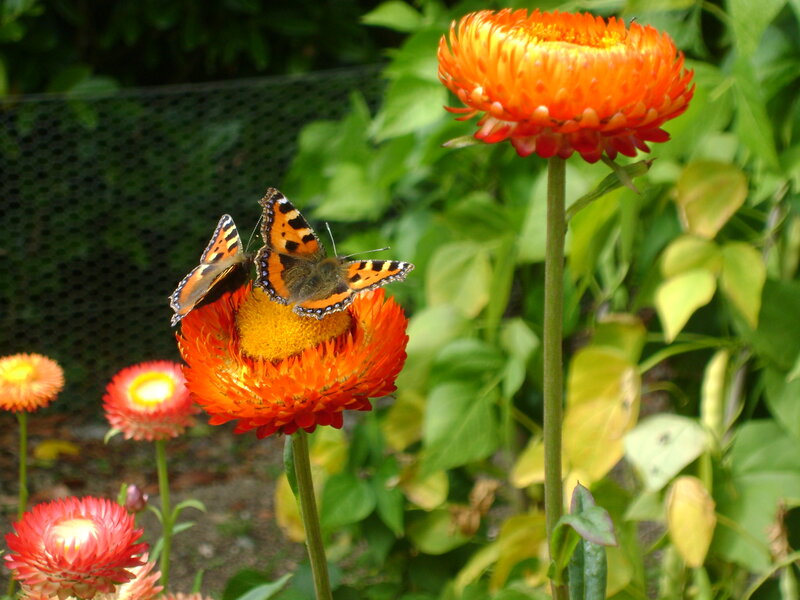 Butterflies on Orange Flowers — Calm