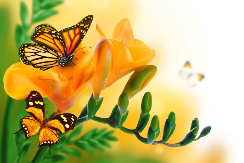 Butterflies on Orange Flowers — Serene