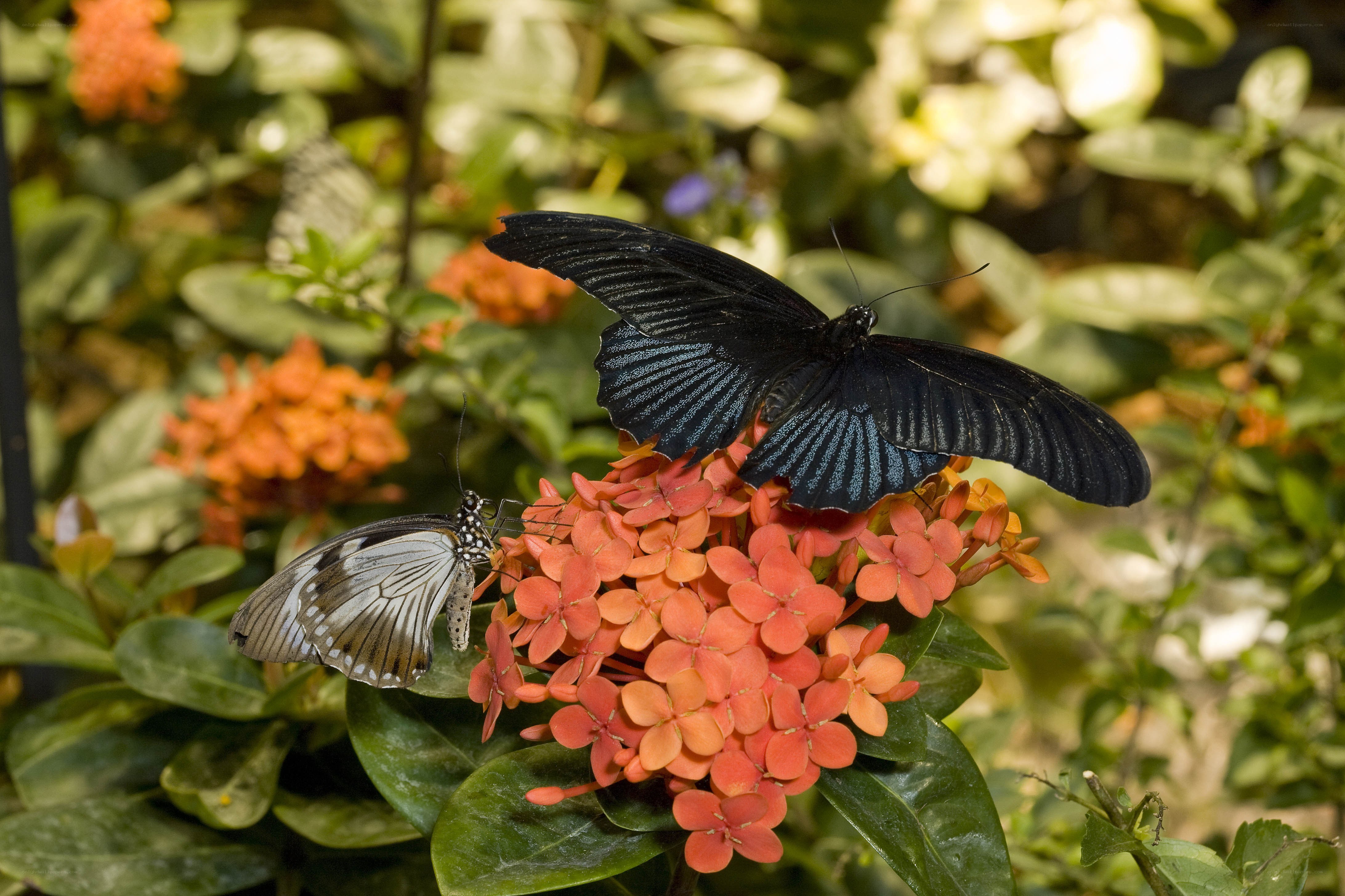 Butterflies on orange flowers