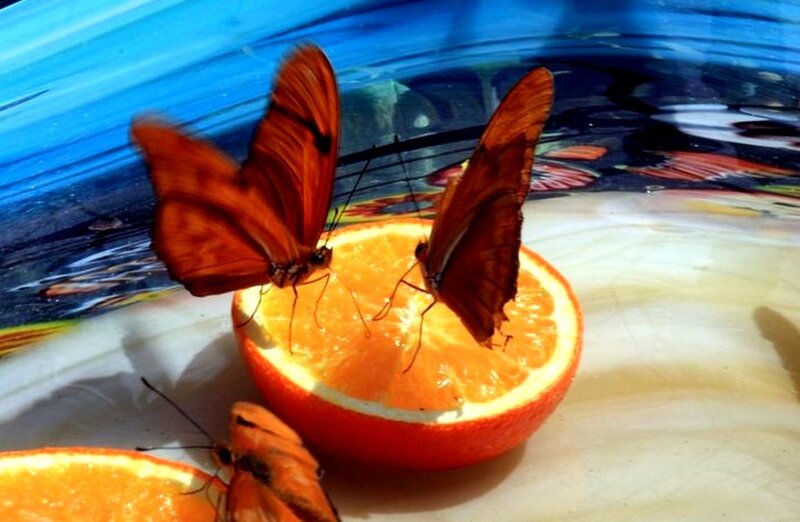 Butterflies on Orange Slice
