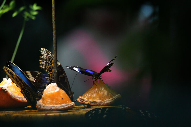 Butterflies on Orange Slices
