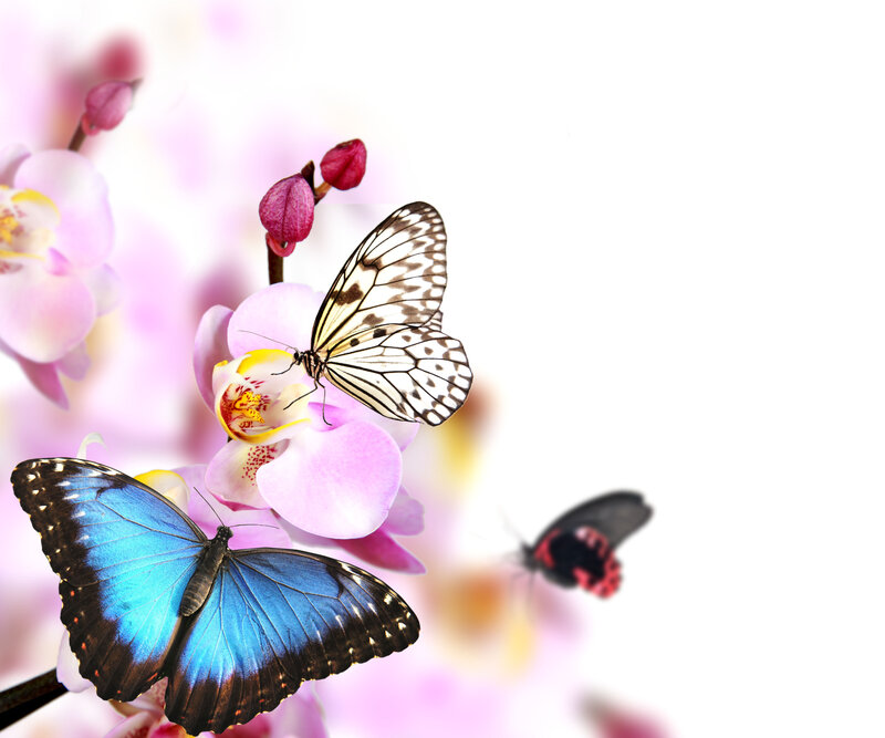 Butterflies on Orchid