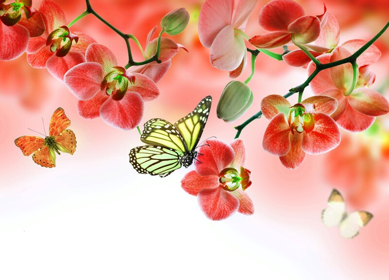 Butterflies on Orchids