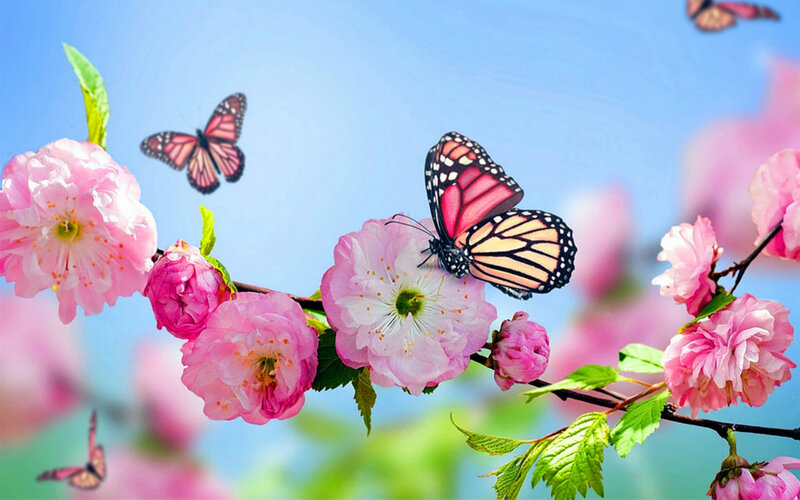 Butterflies on Pink Blossoms — Serene