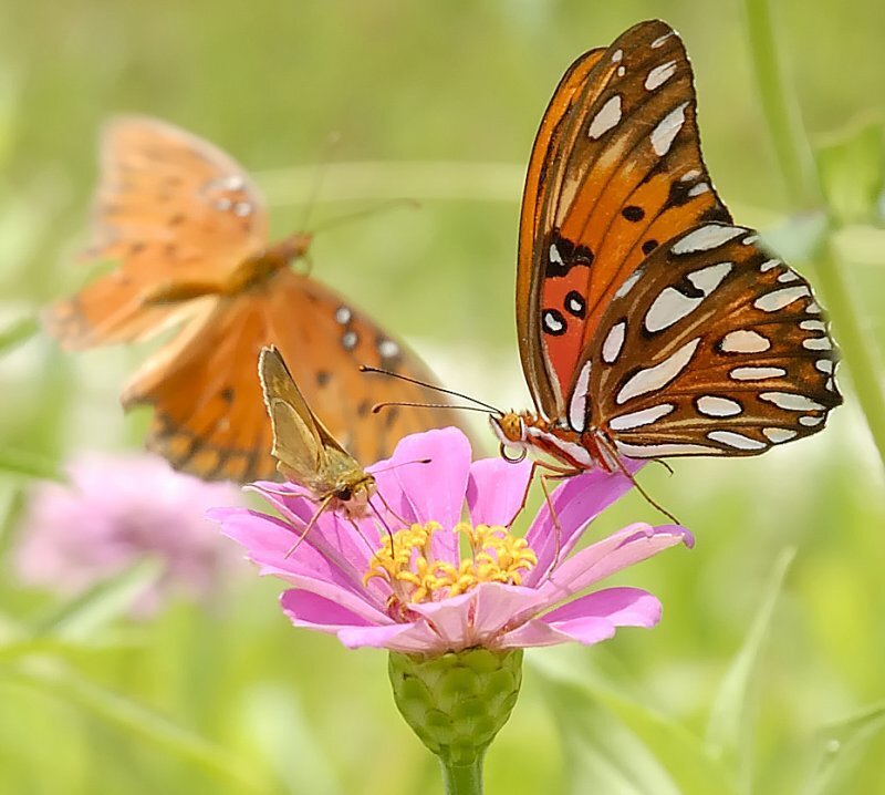 Butterflies on Pink Flower