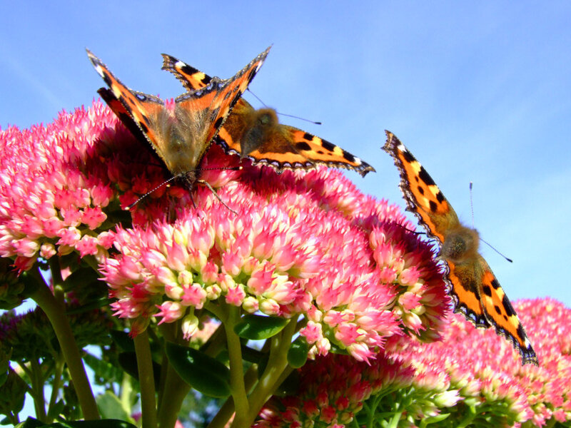butterflies on pink flowers