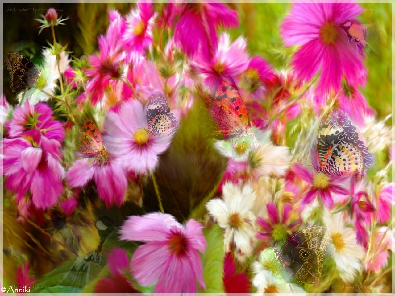 Butterflies on pink flowers