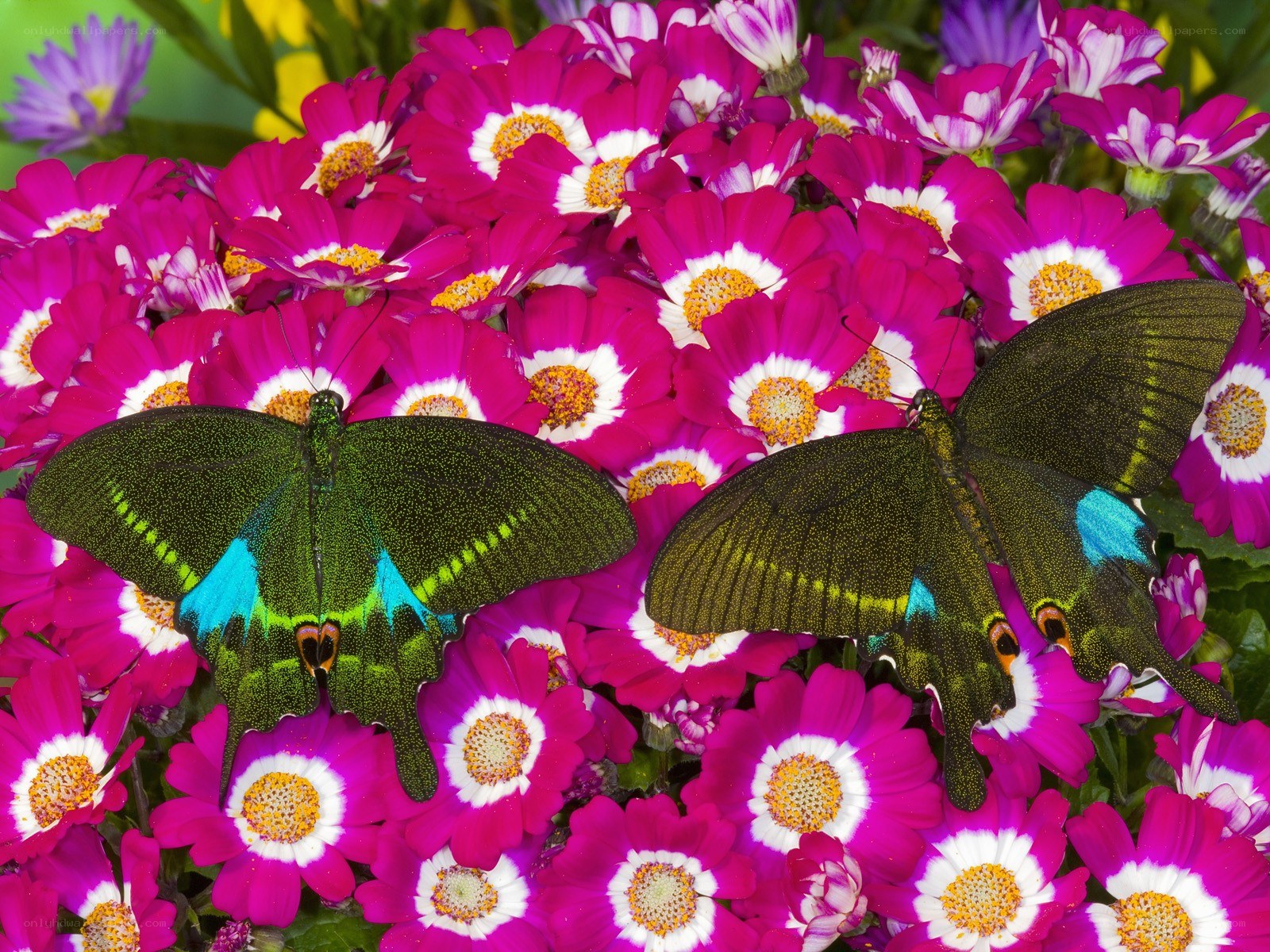 Butterflies on pink flowers
