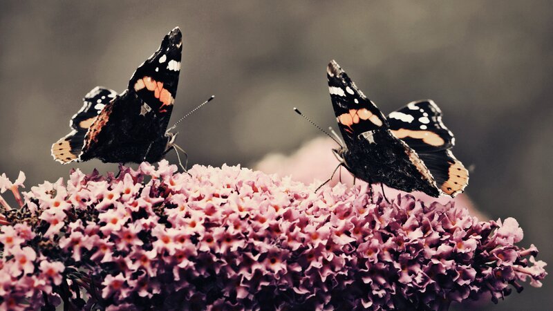 Butterflies on pink flowers