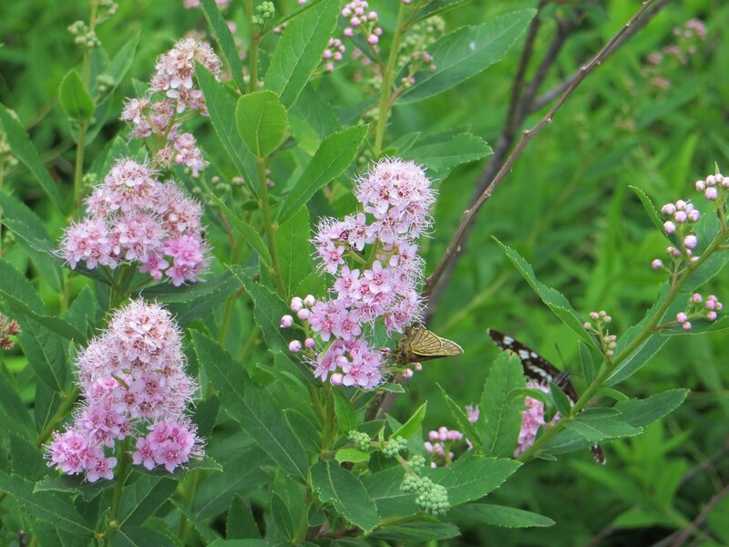 Butterflies on Pink Flowers — Calm, Summer