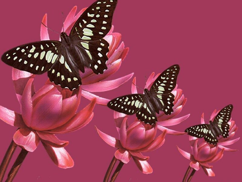 Butterflies on Pink Flowers — Calm