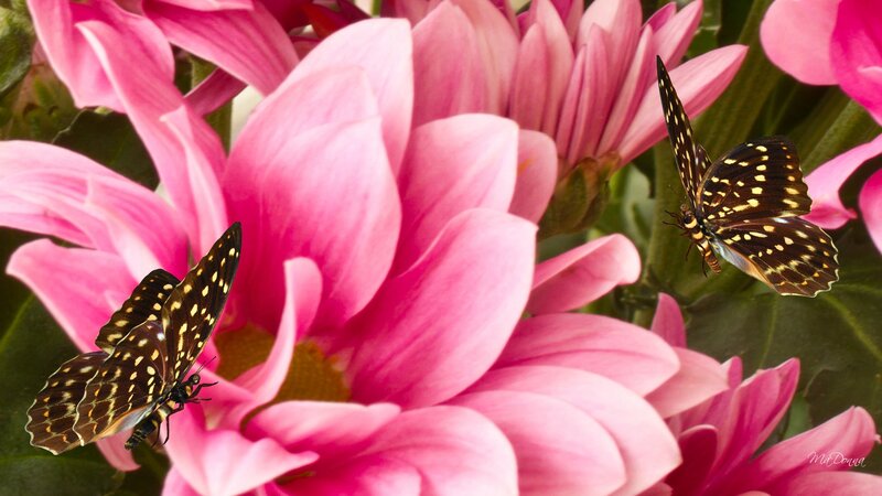 Butterflies on Pink Flowers — Serene, Afternoon