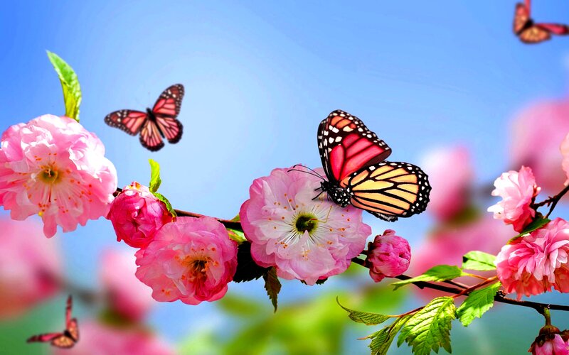Butterflies on Pink Flowers — Serene, Spring, Photograph, Branch