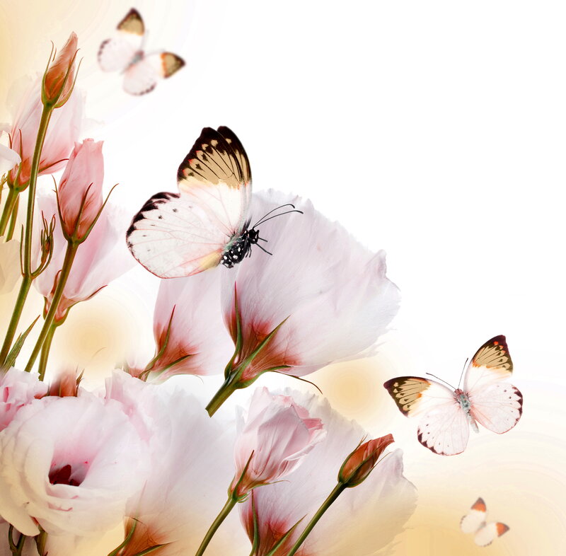 Butterflies on Pink Flowers — Serene, Spring