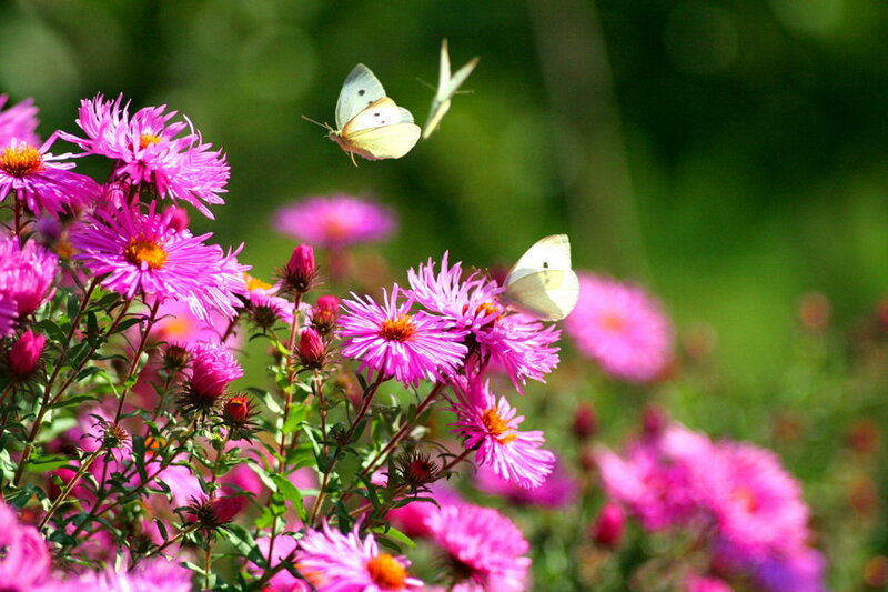 Butterflies on Pink Flowers — Serene, Summer